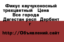 Фикус каучуконосный трехцветный › Цена ­ 500 - Все города  »    . Дагестан респ.,Дербент г.